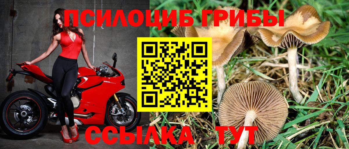 Псилоцибиновые грибы Psilocybe Тихорецк